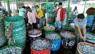 কাপ্তাই হ্রদে মাছ বেচাকেনার সূচি পরিবর্তন